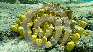 Yellow Tube Sponge or Golden Sponge, Aureate sponge Aplysina aerophoba undersea, Aegean Sea, Greece, Halkidiki