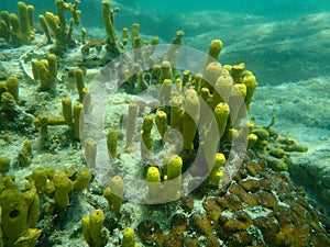 Yellow Tube Sponge or Golden Sponge, Aureate sponge Aplysina aerophoba undersea, Aegean Sea, Greece, Halkidiki