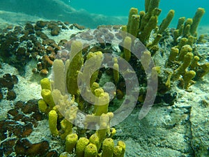 Yellow Tube Sponge or Golden Sponge, Aureate sponge Aplysina aerophoba undersea, Aegean Sea, Greece, Halkidiki photo