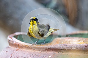 Yellow-tufted Honeyeater in Australia