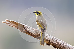 Yellow-tufted Honeyeater in Australia