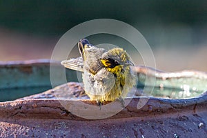 Yellow-tufted Honeyeater in Australia