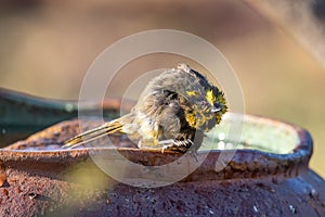 Yellow-tufted Honeyeater in Australia