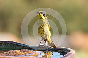 Yellow-tufted Honeyeater in Australia