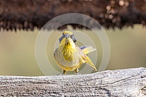 Yellow-tufted Honeyeater in Australia