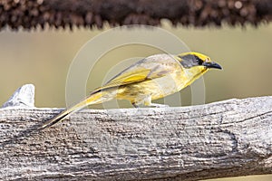 Yellow-tufted Honeyeater in Australia