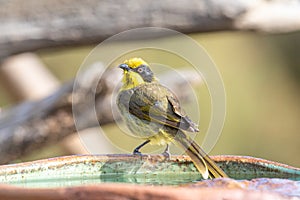 Yellow-tufted Honeyeater in Australia