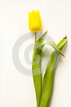 Yellow Tulip