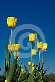 Yellow tulip