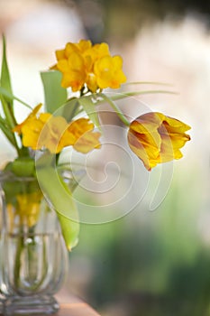 Yellow tulip
