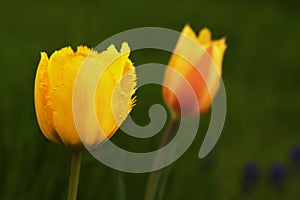 Yellow Tulip