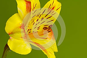 Yellow Tulip