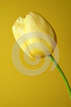 Yellow tulip