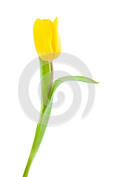 Yellow tulip.