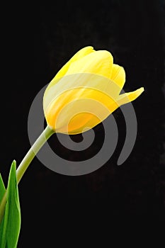 Yellow Tulip