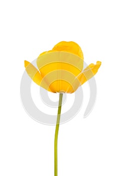 Yellow tulip.