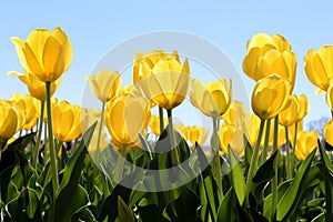 Yellow Tulip