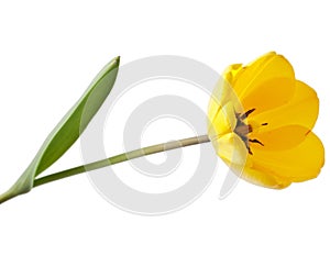 Yellow tulip