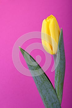 Yellow tulip