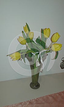 yellow tulip