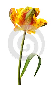 Yellow tulip
