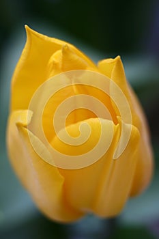 Yellow Tulip