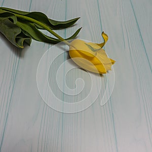 A yellow tulip against a background of pale blue boards.