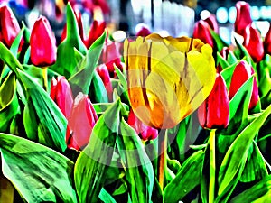 Yellow tulip against pink tulips in the garden artistic painting brushed