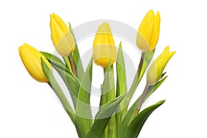 Yellow tulip arrangement