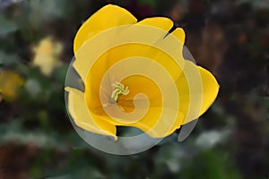 Yellow tulip on artist background. photo
