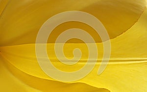 Yellow tulip, background