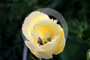 Yellow tulip with bahrama