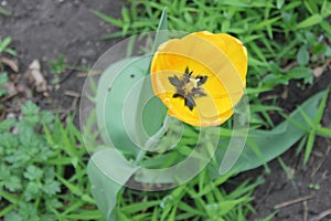 Yellow tulip in blossom in spring season in April