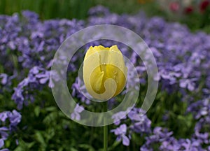 Yellow tulip on blue perfume creeping phlox background