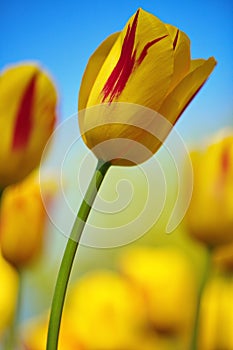 Yellow tulip with blue sky