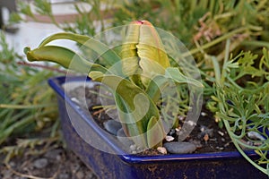 Yellow Pointed Tulip Bud Green Bracts in Planter01