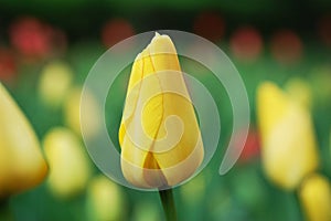 Yellow tulip bud