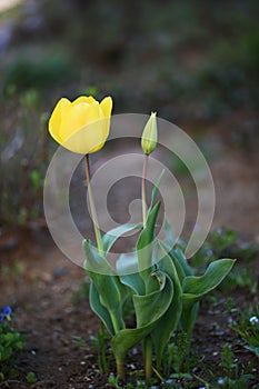 Yellow tulip and bud