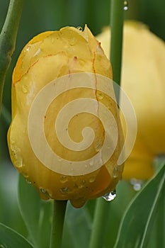 Yellow Tulip Bud with Rain Drops