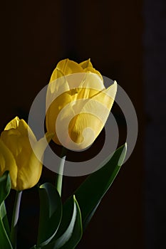 Yellow tulip bulb Tulipa standing out against a dark background