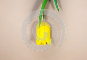 Yellow tulip on craft paper background. Invitation postcard for mother`s day or international women`s day. Minimalist bright