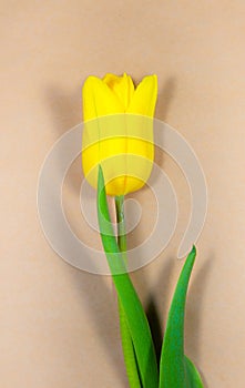 Yellow tulip on craft paper background. Invitation postcard for mother`s day or international women`s day. Minimalist bright