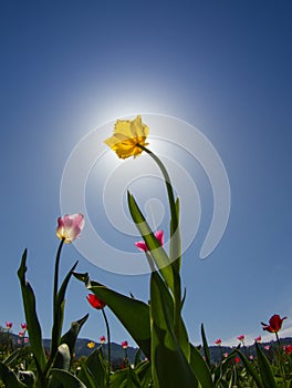 Yellow tulip on field