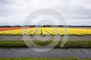 Yellow Tulip field