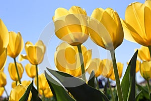 Yellow Tulip Field