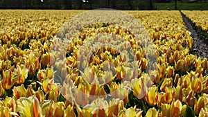 Yellow tulip field in Holland, Netherlands. Yellow and red tulips Double Monsella.