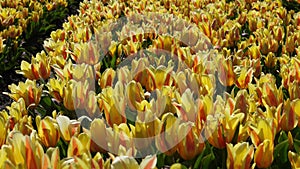 Yellow tulip field in Holland, Netherlands. Yellow and red tulips Double Monsella.