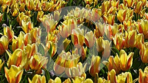 Yellow tulip field in Holland, Netherlands. Yellow and red tulips Double Monsella.