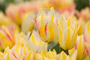 Yellow Tulip Field in Michigan