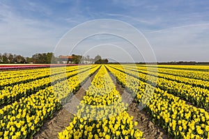 Yellow tulip field in the Noordoostpolder municipality, Flevoland photo